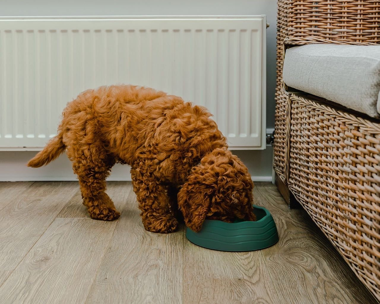 Ochien Dog Bowl